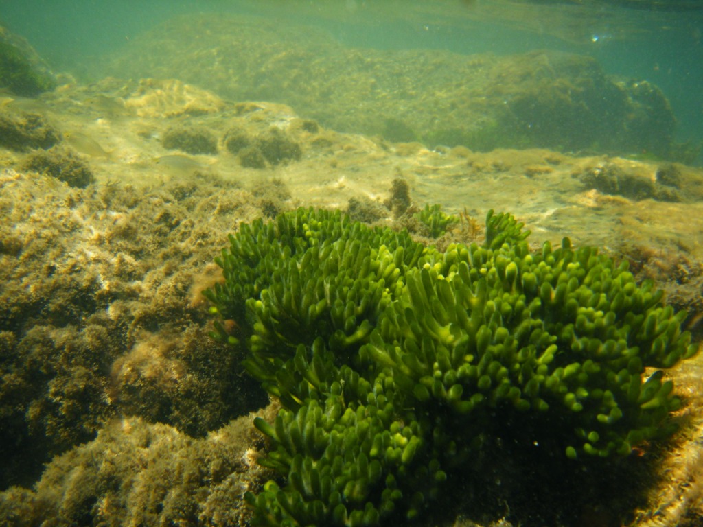 Codium sp.